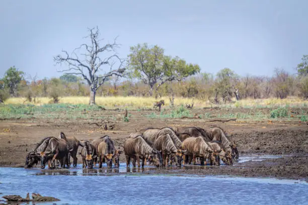 Visiting Masai Mara in June