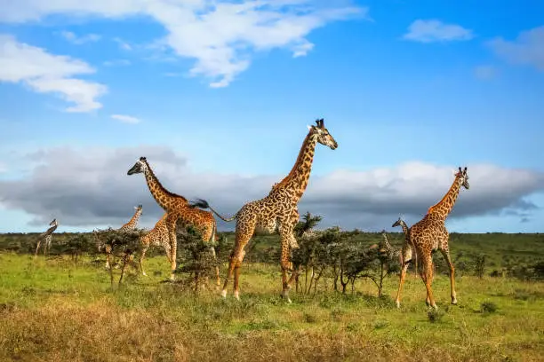 Visiting Masai Mara in March