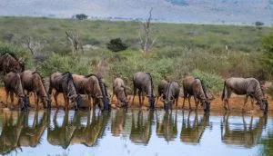 Visiting Masai Mara in May