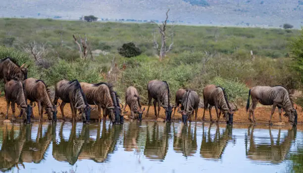 Visiting Masai Mara in May