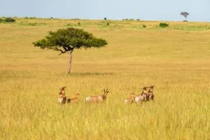 Visiting Masai Mara in October
