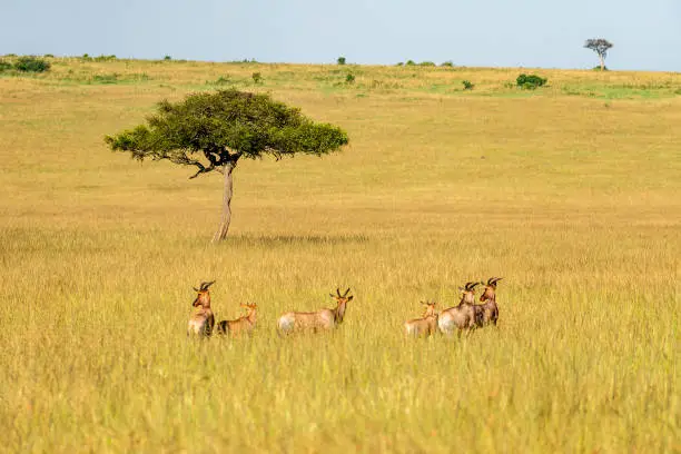 Visiting Masai Mara in October