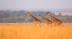 Visiting Masai Mara in September