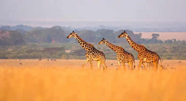 Visiting Masai Mara in September