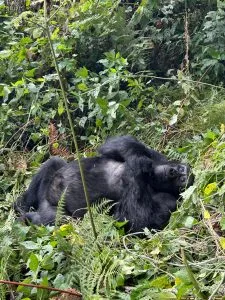 Uganda Gorilla Trekking in April