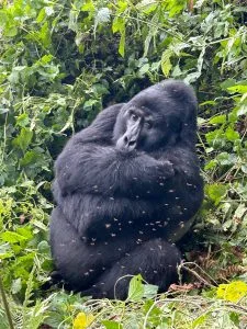 Mountain gorilla in Bwindi Impenetrable Forest during Uganda’s November trekking season