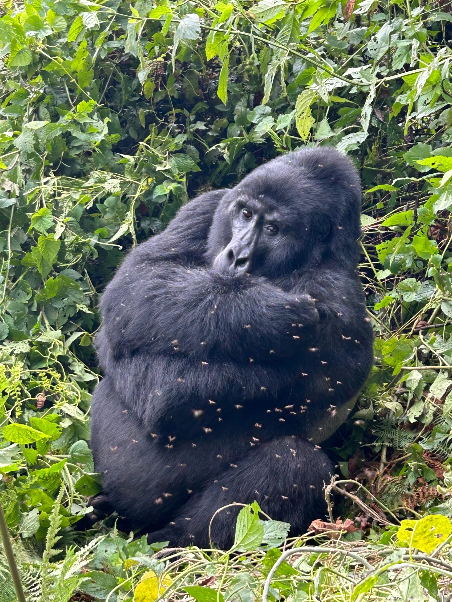 Mountain gorilla in Bwindi Impenetrable Forest during Uganda’s November trekking season