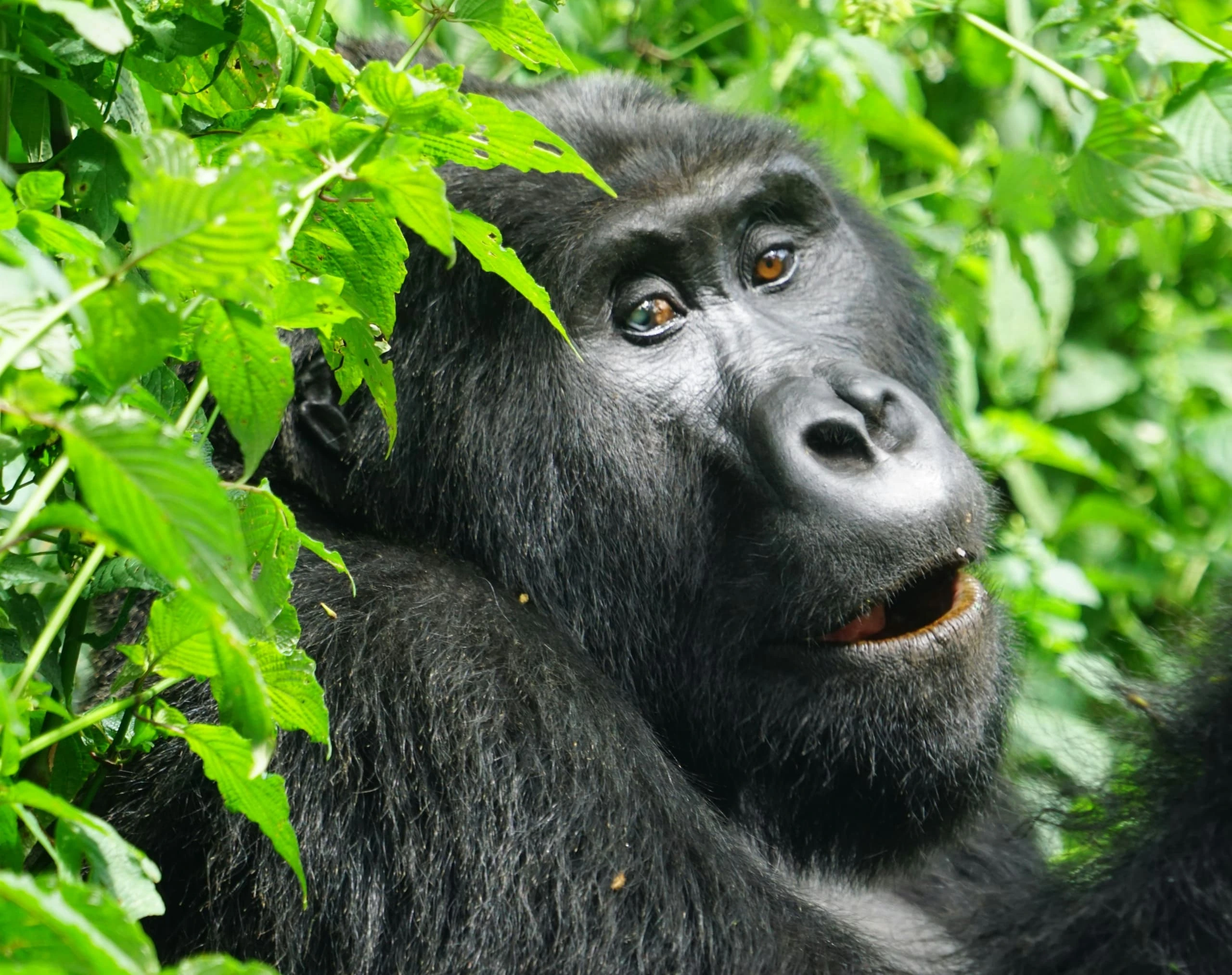 Close-up of a mountain gorilla seen during a September trek in Mgahinga National Park