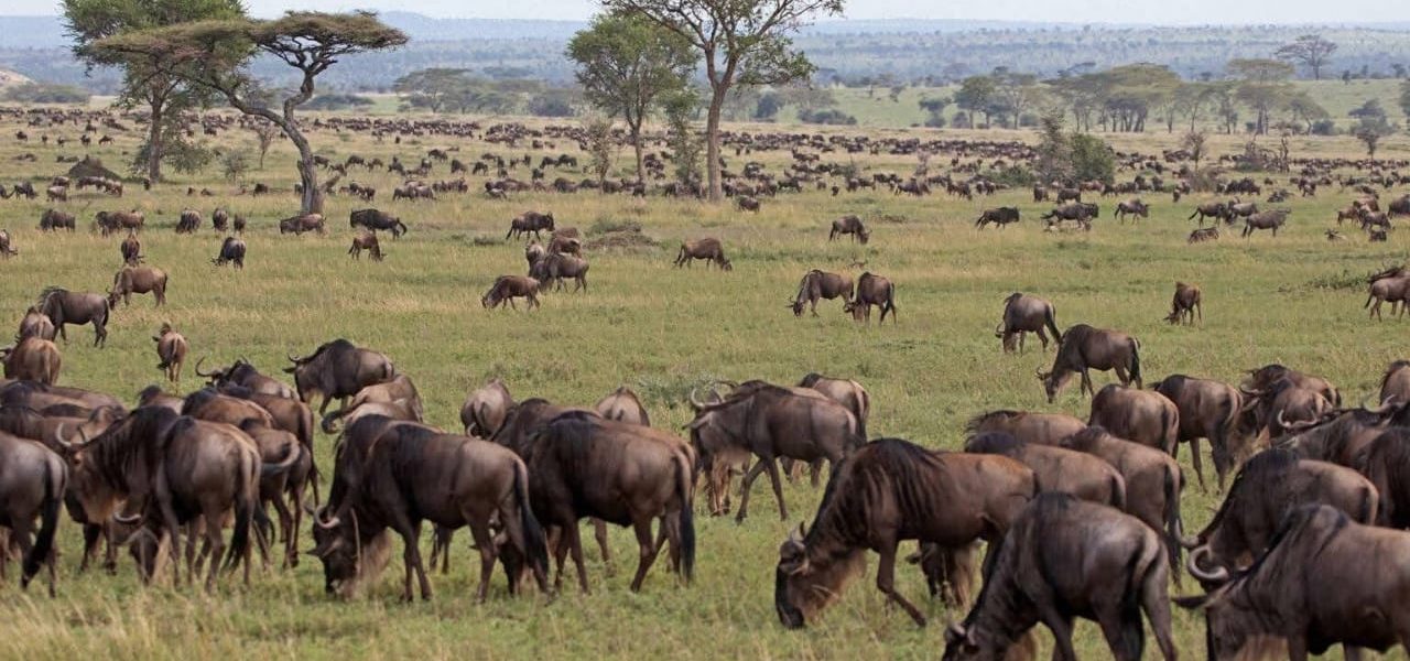 Large herd of wildebeests in Maasai Mara spotted while visiting Kenya in January