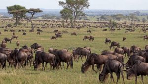 Large herd of wildebeests in Maasai Mara spotted while visiting Kenya in January