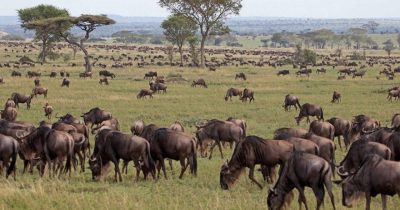 Large herd of wildebeests in Maasai Mara spotted while visiting Kenya in January
