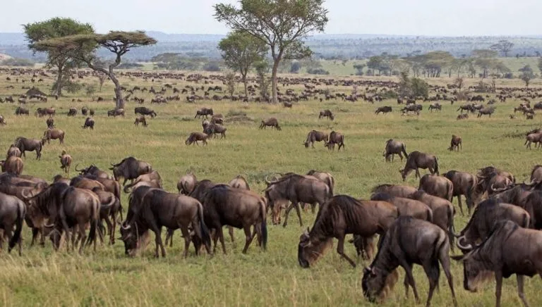 Large herd of wildebeests in Maasai Mara spotted while visiting Kenya in January