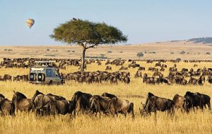 Tourists on a game drive spotting wildlife while visiting Masai Mara in December