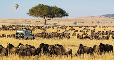 Tourists on a game drive spotting wildlife while visiting Masai Mara in December