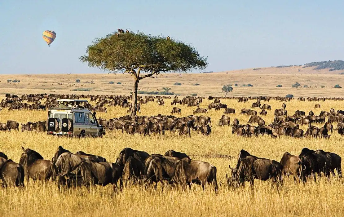 Tourists on a game drive spotting wildlife while visiting Masai Mara in December