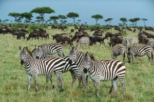 Wild Animalsgrazing on lush green plains in Kenya during November safari season