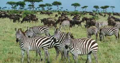 Wild Animalsgrazing on lush green plains in Kenya during November safari season