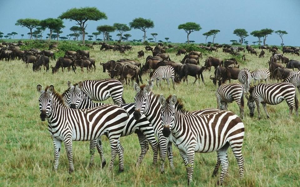 Wild Animalsgrazing on lush green plains in Kenya during November safari season