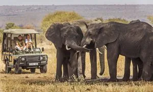 Two tourists in an open safari jeep watching elephants in Kenya during an October safari with Native Africa Tours