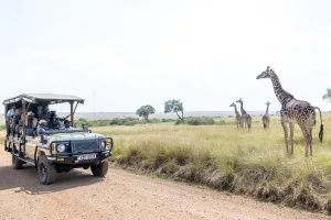 Tourists on safari watching Giraffes while visiting Masai Mara in Kenya during December with Native Africa Tours