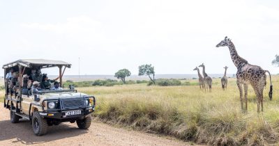 Tourists on safari watching Giraffes while visiting Masai Mara in Kenya during December with Native Africa Tours