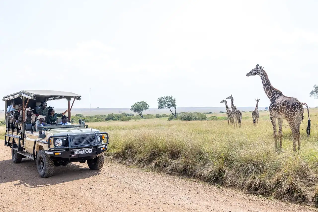 Tourists on safari watching Giraffes while visiting Masai Mara in Kenya during December with Native Africa Tours