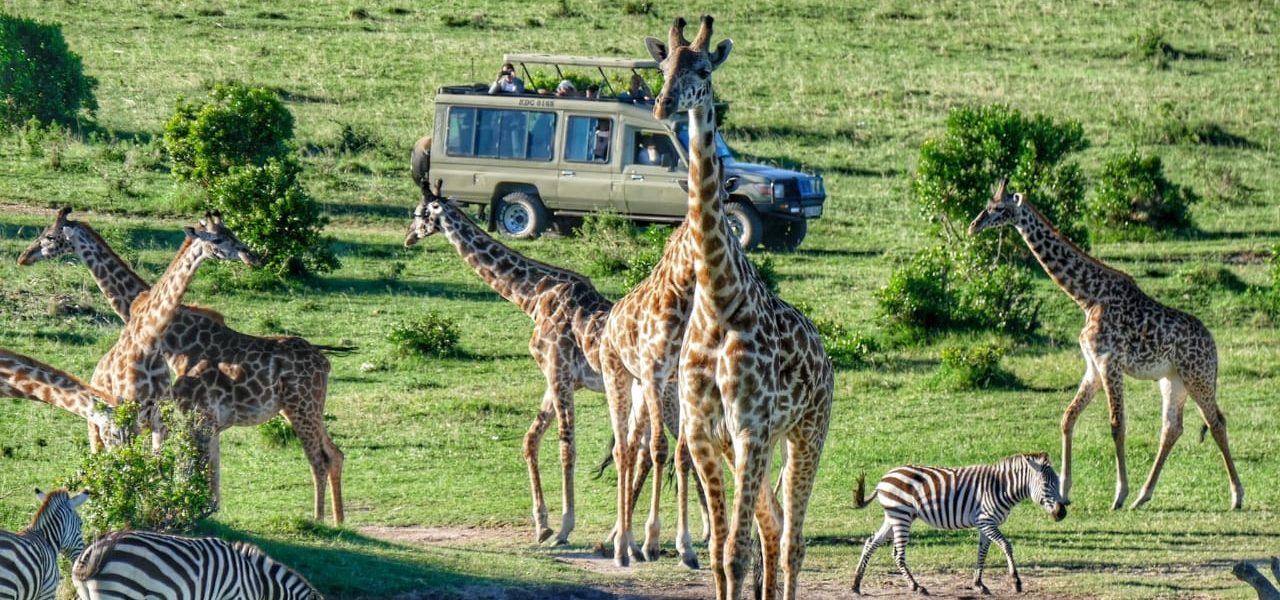 Tourists on a safari game drive watching giraffes While Visiting in Masai Mara in Kenya during March with Native Africa Tours