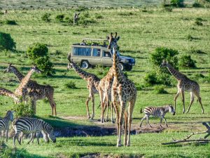Tourists on a safari game drive watching giraffes in Kenya’s Masai Mara during March with Native Africa Tours