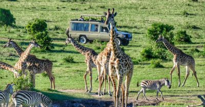 Tourists on a safari game drive watching giraffes While Visiting in Masai Mara in Kenya during March with Native Africa Tours