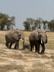Elephants grazing in Kenya during August safari with Native Africa Tours