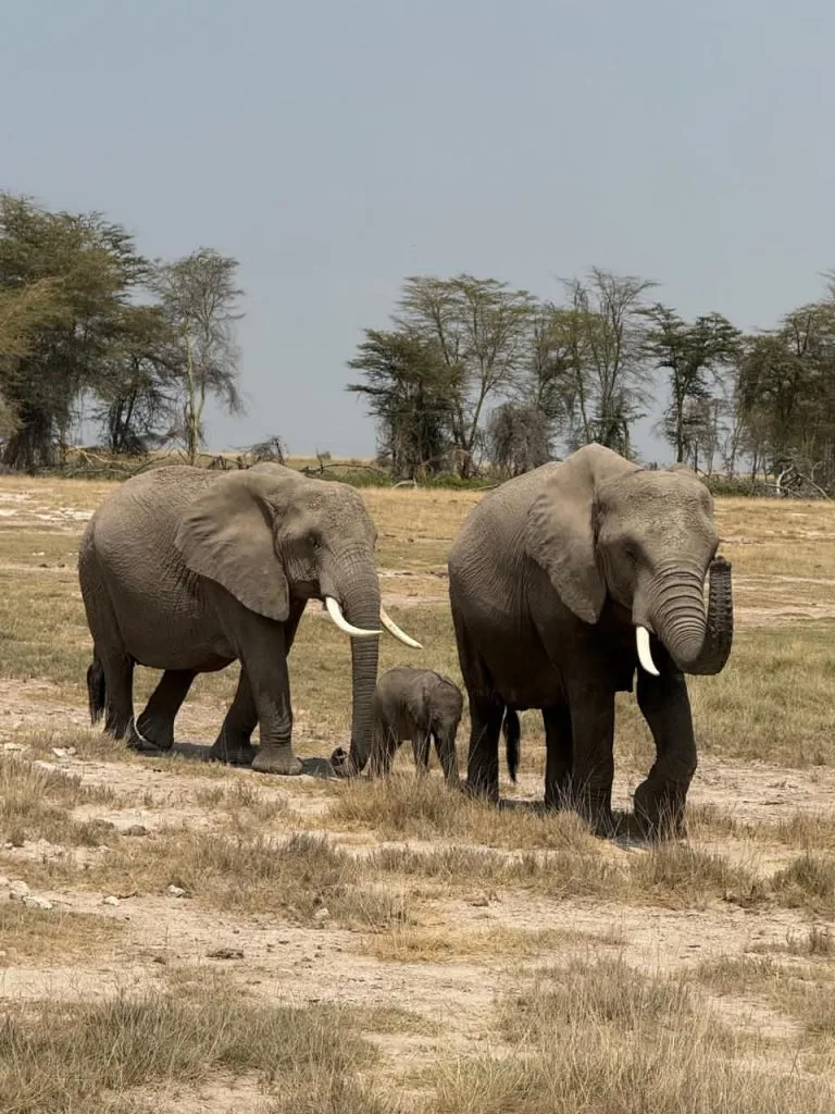 Elephants grazing in Kenya during August safari with Native Africa Tours