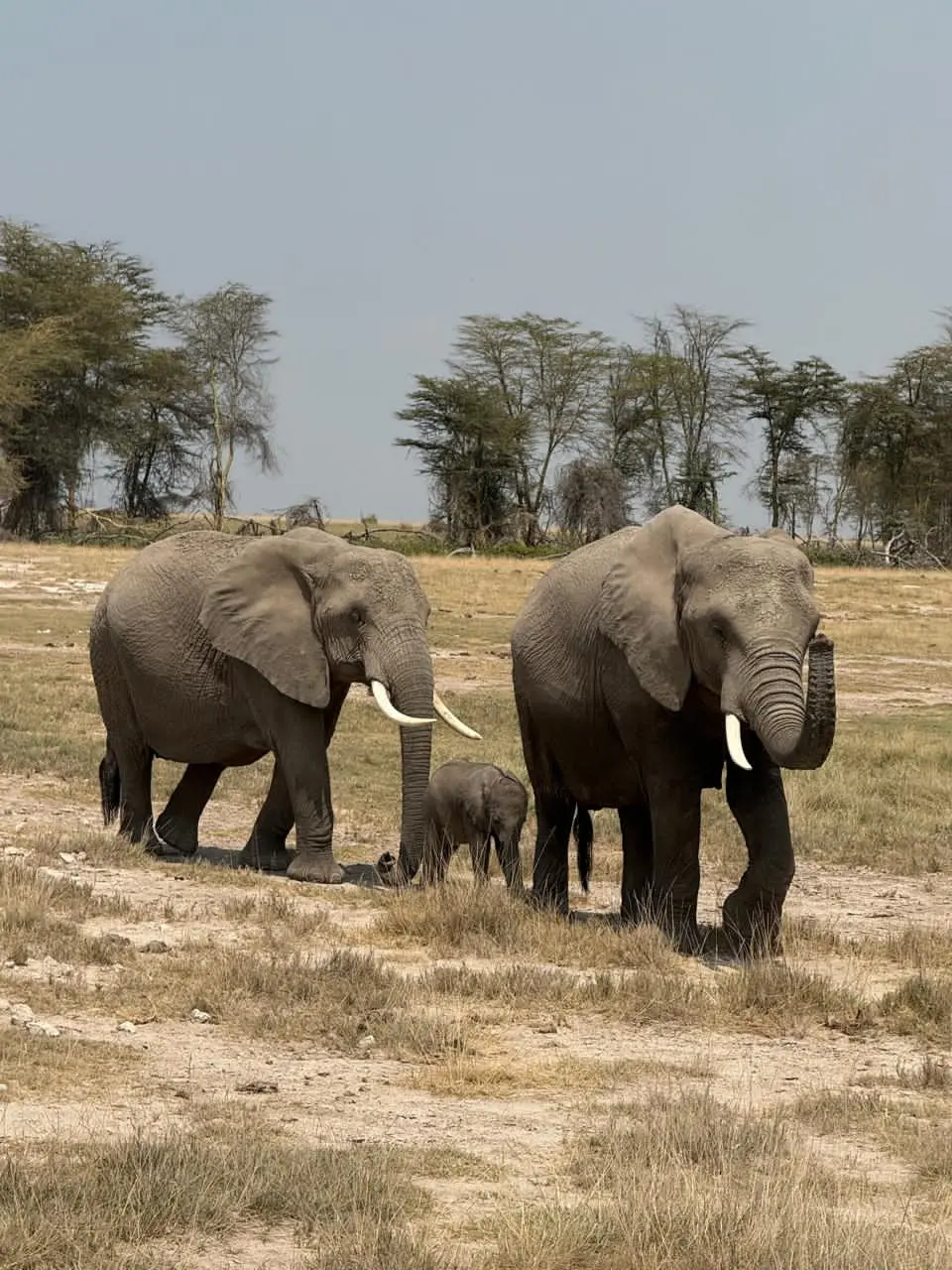 Elephants grazing in Kenya during August safari with Native Africa Tours