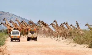 Giraffes crossing a dirt road in the Masai Mara during a November safari with Native Africa Tours