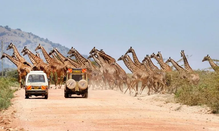Giraffes crossing a dirt road in the Masai Mara during a November safari with Native Africa Tours