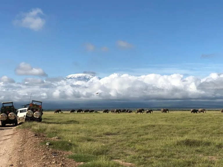Elephants walking across the plains of Amboseli with Mount Kilimanjaro in the background during a Safari with Native Africa Tours. Photo taken while visiting Kenya in September