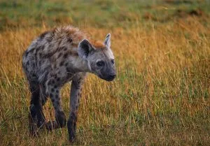Ugly Five in East Africa