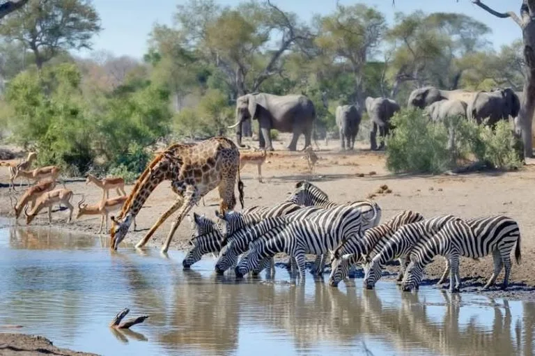 Best safari sightings captured by visitors in kenya in May