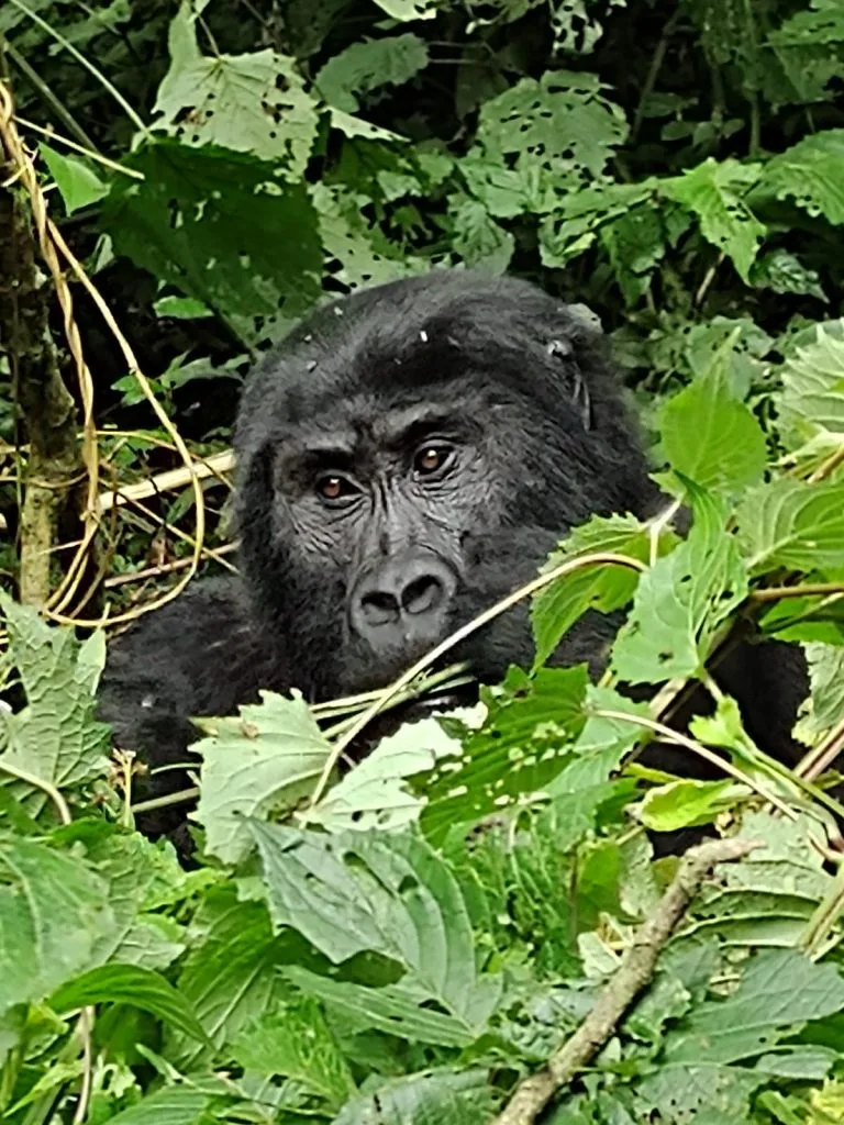 Gorilla Trekking Uganda Argentina