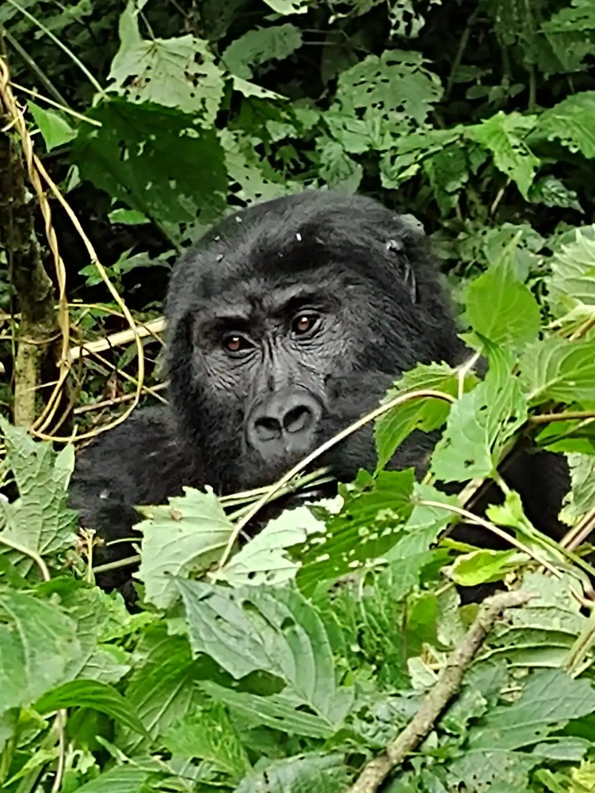 Gorilla Trekking Uganda Argentina