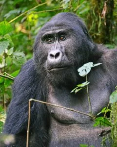 Rwanda safari tours and gorilla trekking packages in Volcanoes National Park