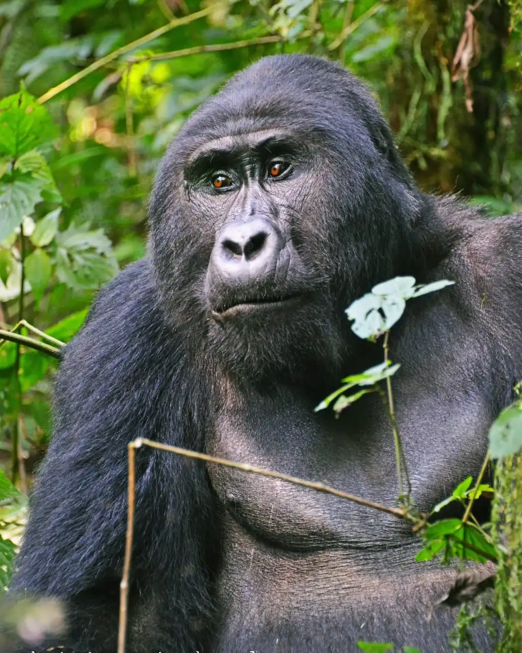 Rwanda safari tours and gorilla trekking packages in Volcanoes National Park