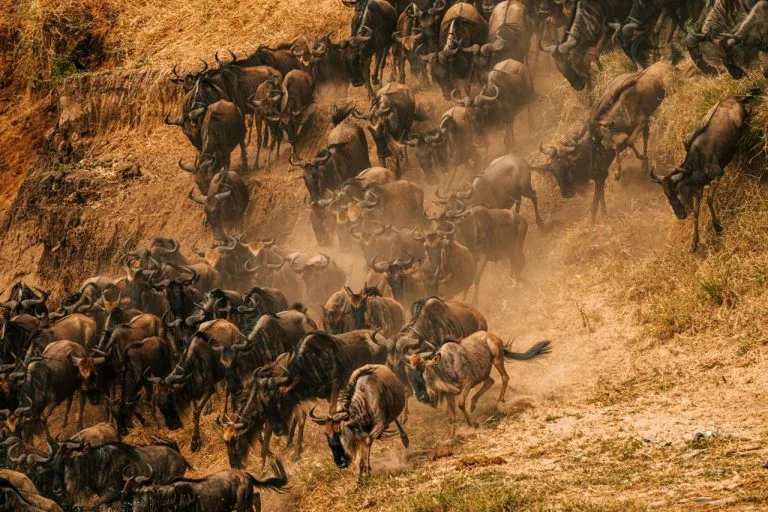 Wildebeest Migration in November river crossing in Serengeti