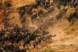 Great Wildebeest Migration in January in Southern Serengeti Tanzania