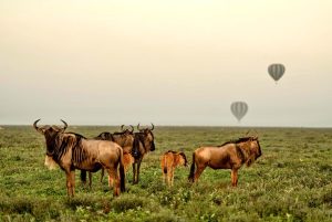 Wildebeest Migration in February calving season at Ndutu Serengeti