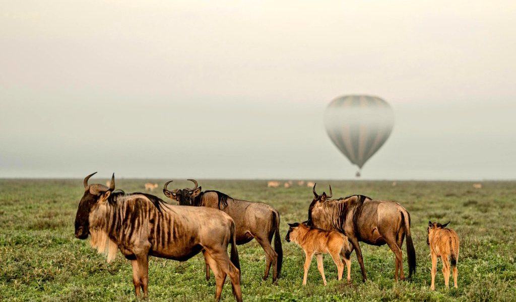 Newborn wildebeest calves during February migration in Serengeti Ndutu plains