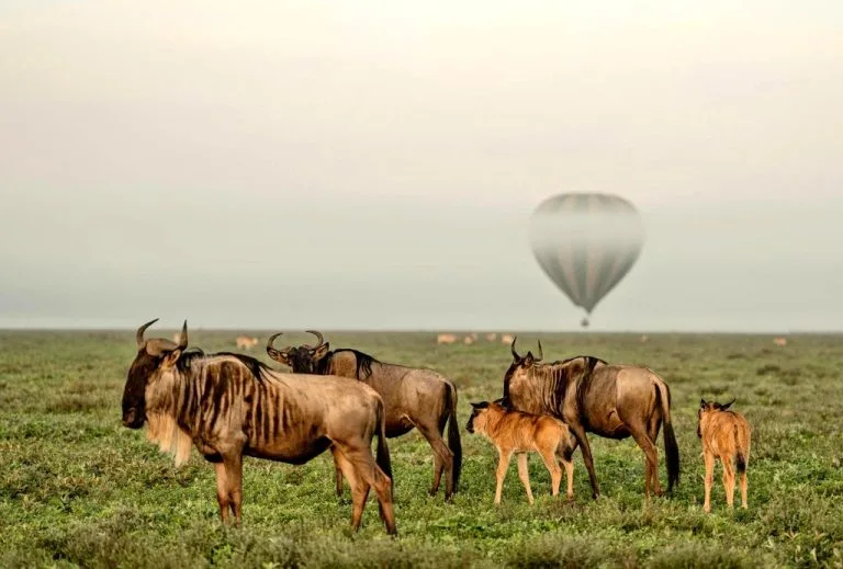 Newborn wildebeest calves during February migration in Serengeti Ndutu plains