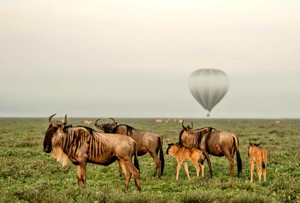 Newborn wildebeest calves during February migration in Serengeti Ndutu plains