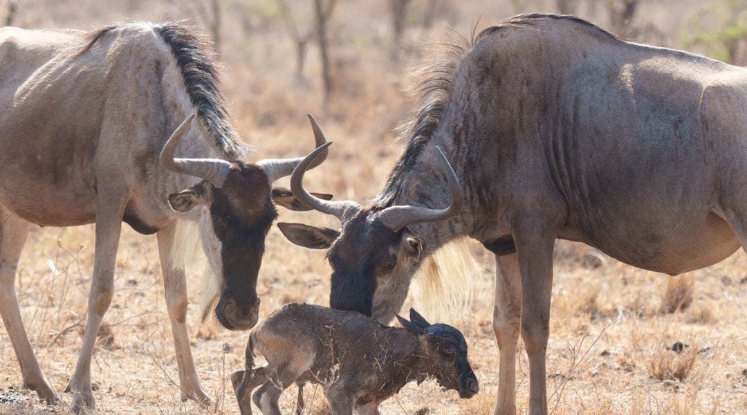 Newborn wildebeest calves during March migration in Ndutu plains