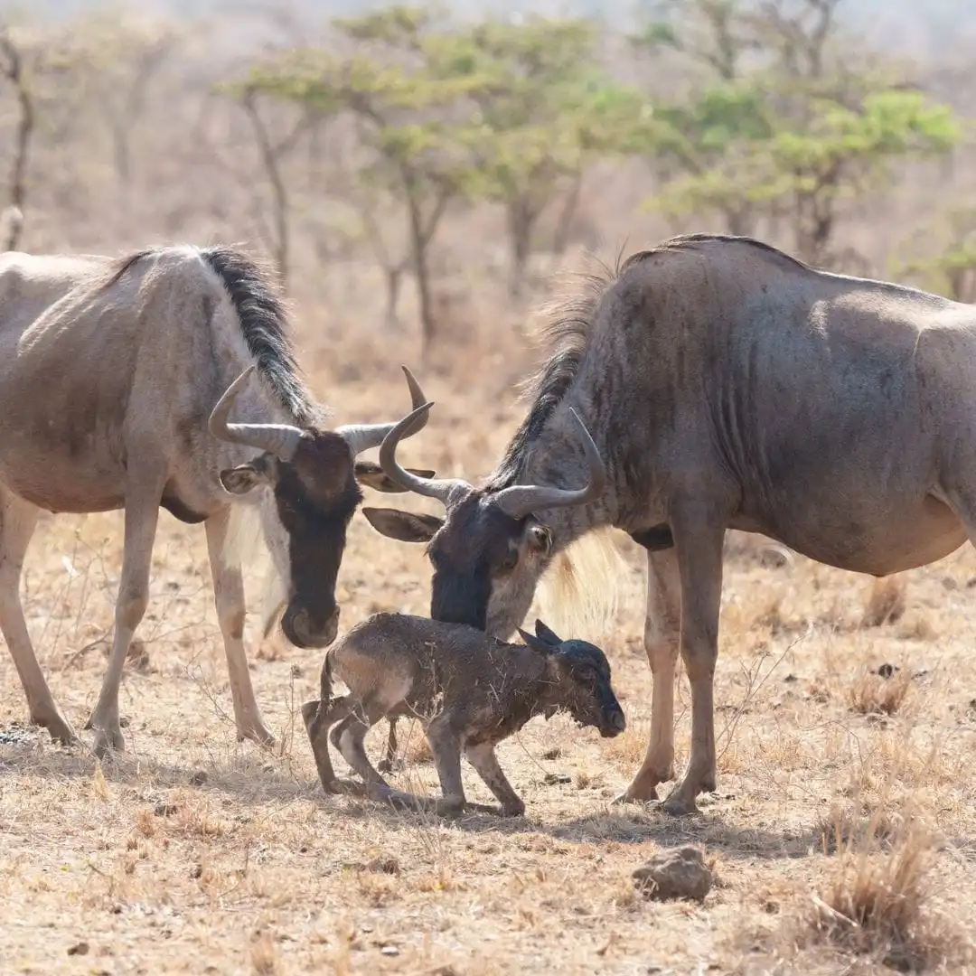 Newborn wildebeest calves during March migration in Ndutu plains