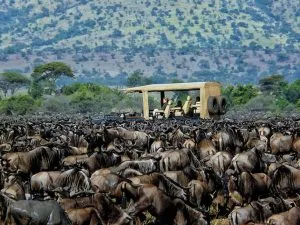 Safari jeep surrounded by wildebeest during April migration in Serengeti